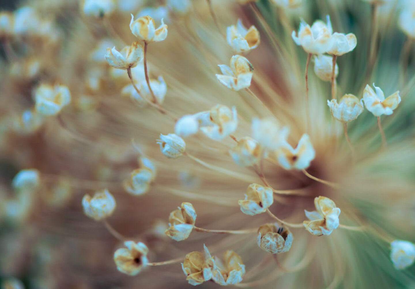 Lucille_Galleli_Floral -4763 Lucille_Galleli_Floral -4763