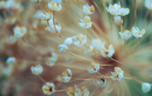 Lucille_Galleli_Floral -4763