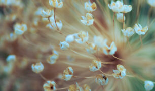 Lucille_Galleli_Floral -4763