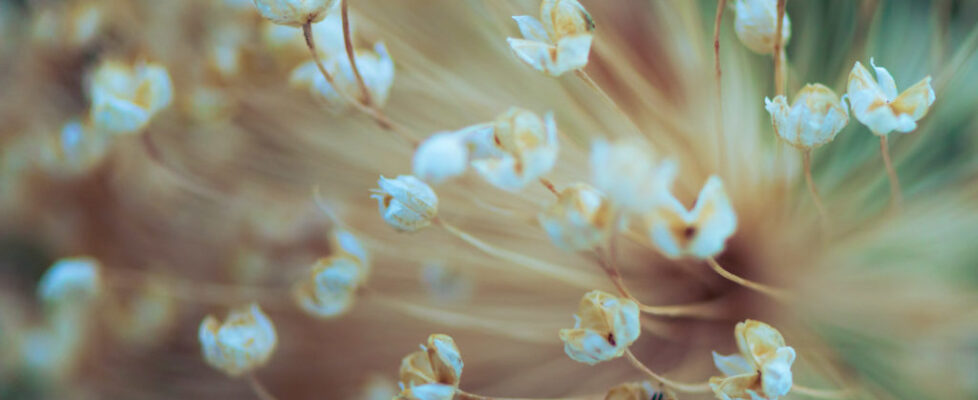 Lucille_Galleli_Floral -4763