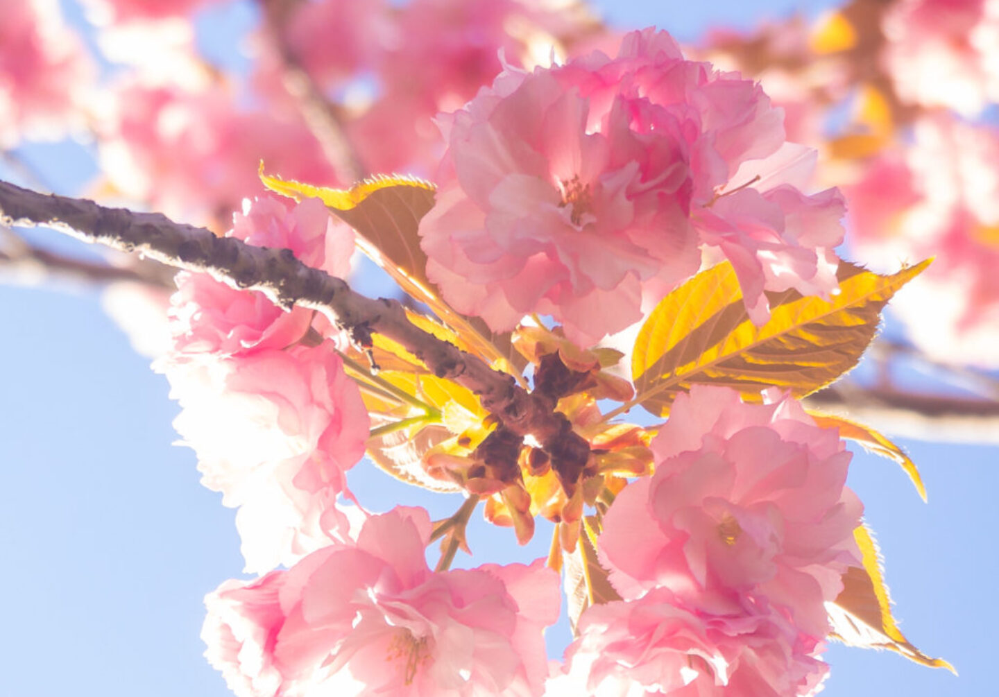 Lucille_Galleli-Floral _2019_3280062-2