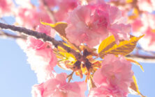 Lucille_Galleli-Floral _2019_3280062-2