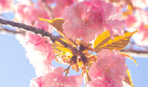 Lucille_Galleli-Floral _2019_3280062-2