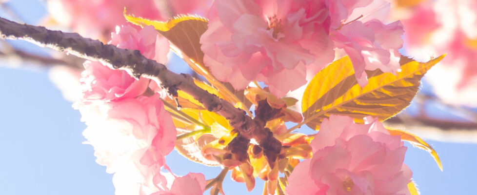 Lucille_Galleli-Floral _2019_3280062-2