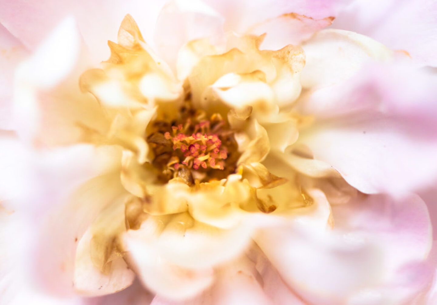 Lucille_Galleli-Floral _2019_-2 Lucille_Galleli-Floral _2019_-2