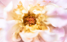 Lucille_Galleli-Floral _2019_-2