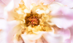 Lucille_Galleli-Floral _2019_-2