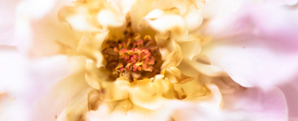 Lucille_Galleli-Floral _2019_-2