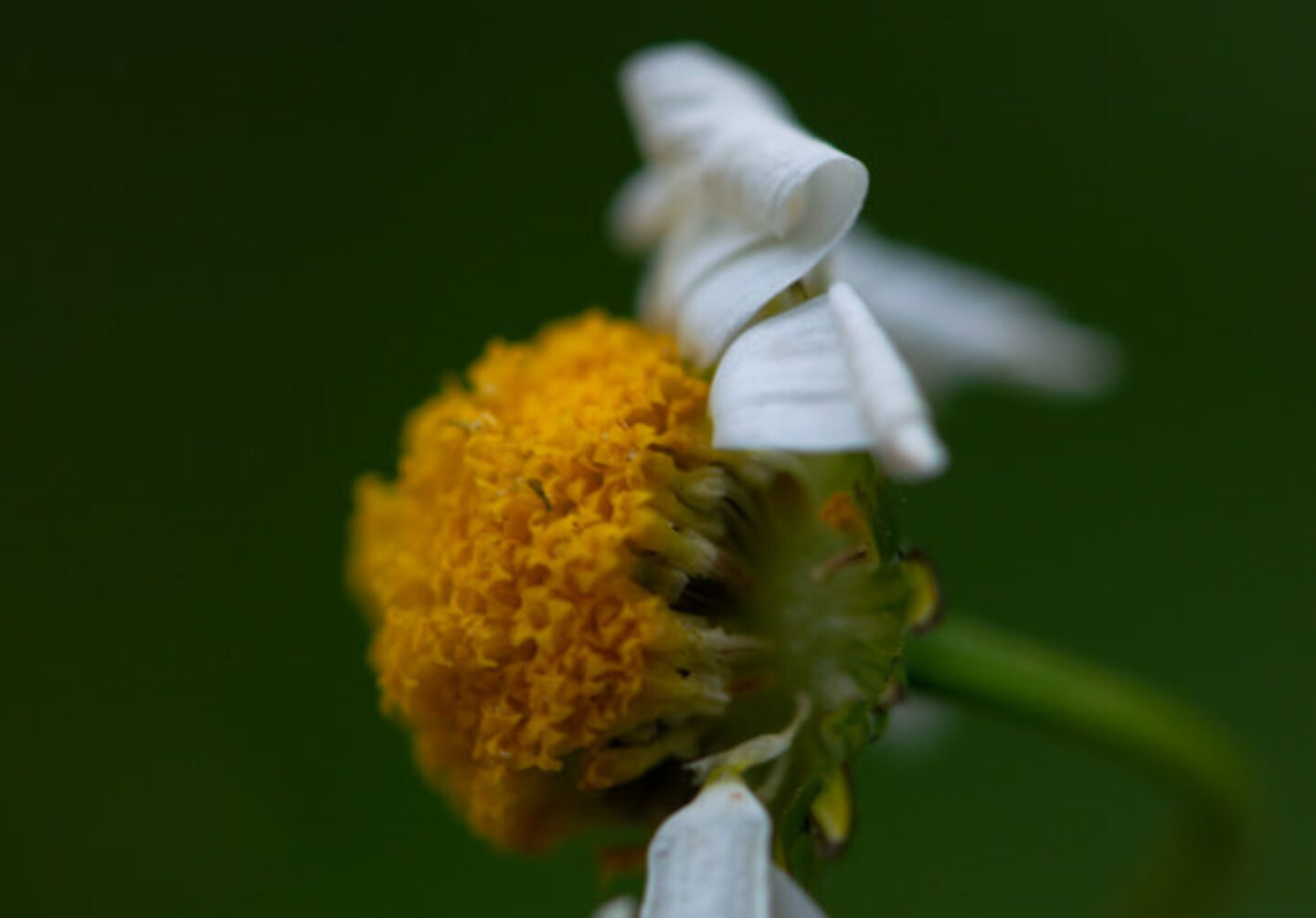 Lucille_Galleli-Floral _2019_1394 Lucille_Galleli-Floral _2019_1394