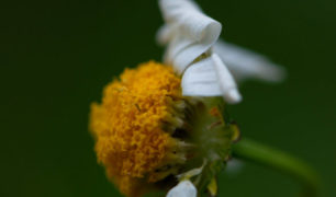 Lucille_Galleli-Floral _2019_1394