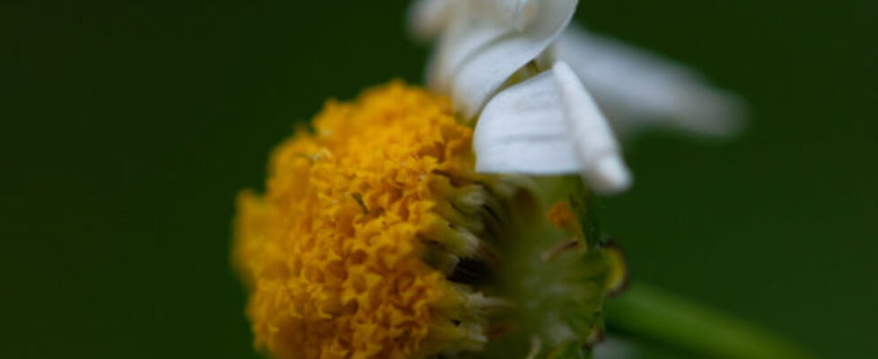 Lucille_Galleli-Floral _2019_1394