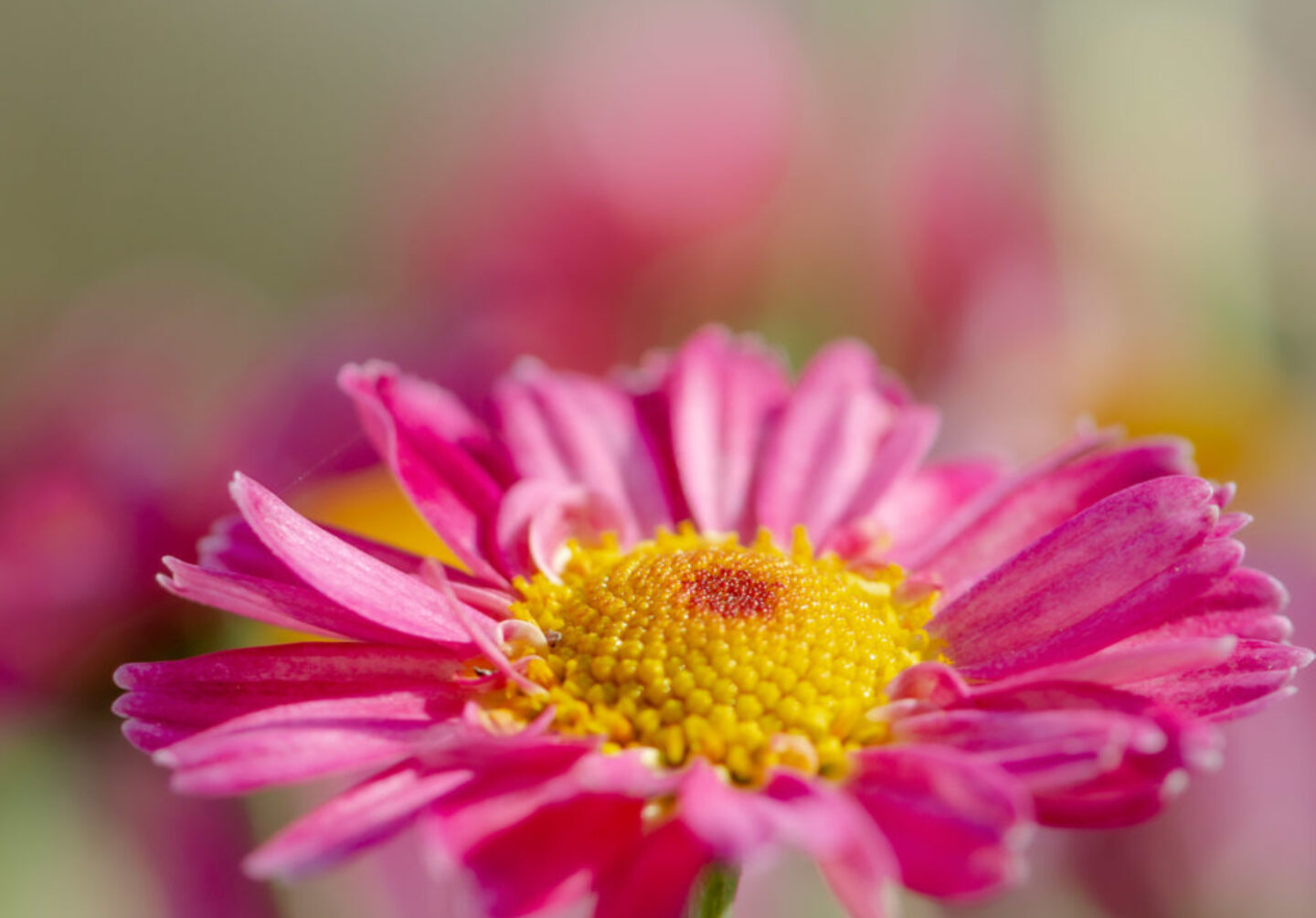 Lucille_Galleli-Postcards_2019_0709