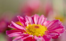 Lucille_Galleli-Postcards_2019_0709