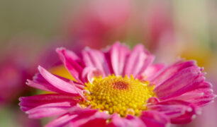 Lucille_Galleli-Postcards_2019_0709