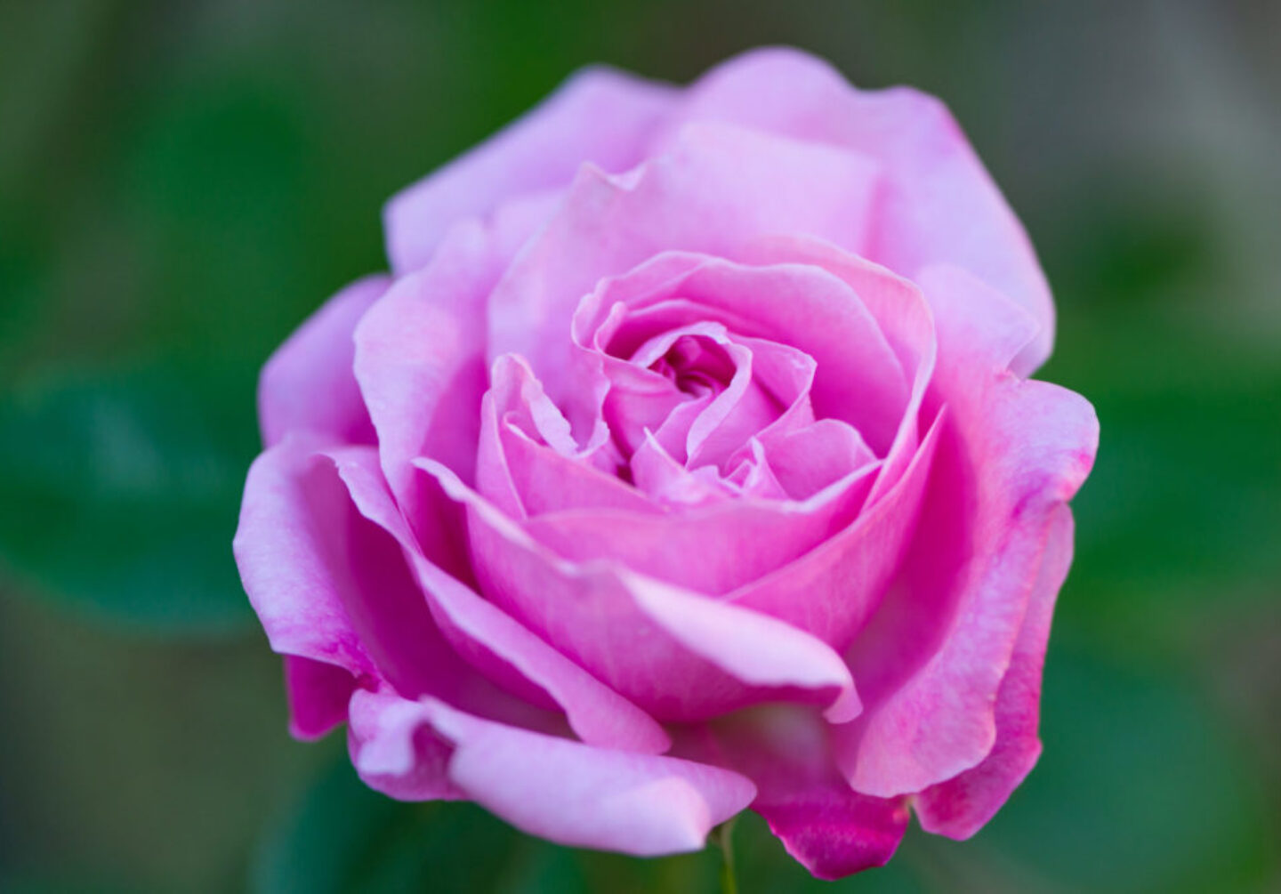 Lucille_Galleli-Floral-_2020_3162