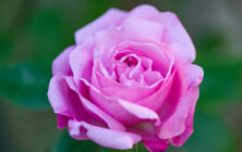 Lucille_Galleli-Floral-_2020_3162