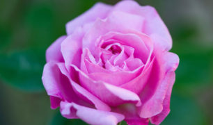 Lucille_Galleli-Floral-_2020_3162