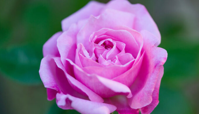 Lucille_Galleli-Floral-_2020_3162