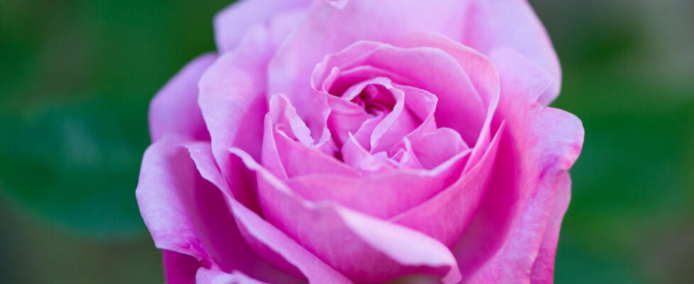 Lucille_Galleli-Floral-_2020_3162