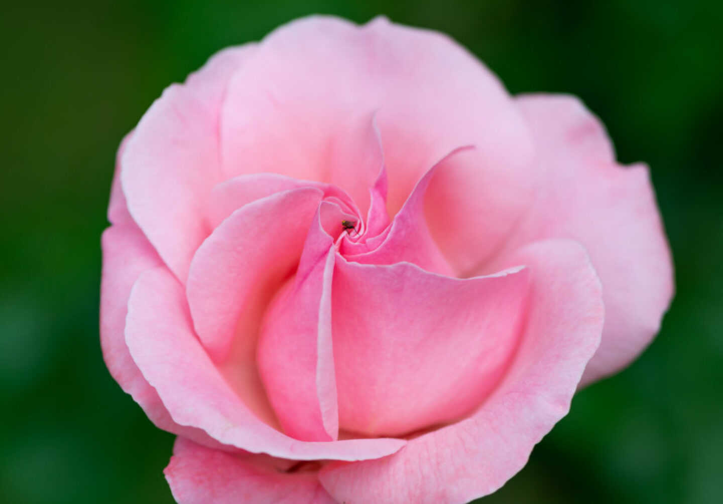 Lucille_Galleli-Floral _2020_4322