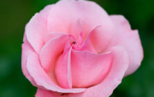 Lucille_Galleli-Floral _2020_4322