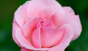 Lucille_Galleli-Floral _2020_4322