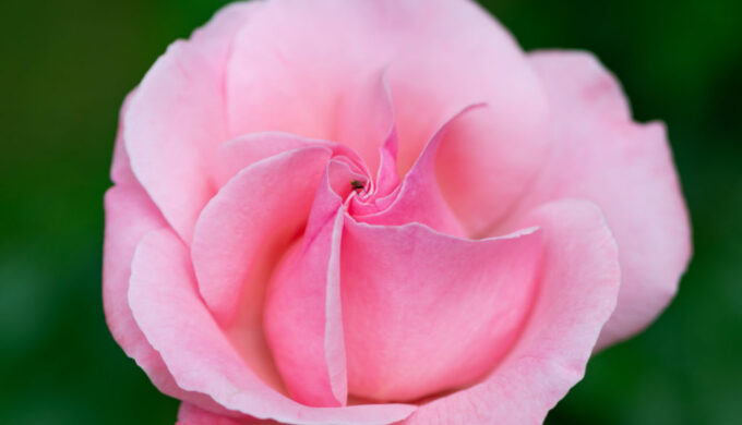 Lucille_Galleli-Floral _2020_4322