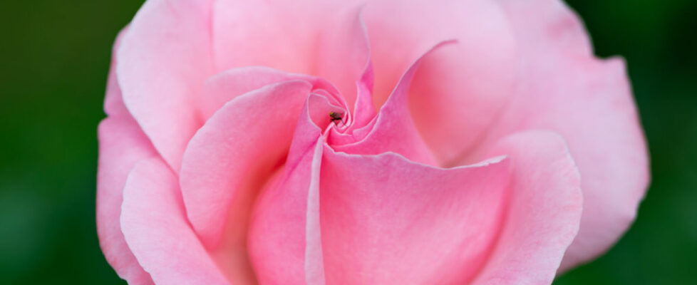 Lucille_Galleli-Floral _2020_4322