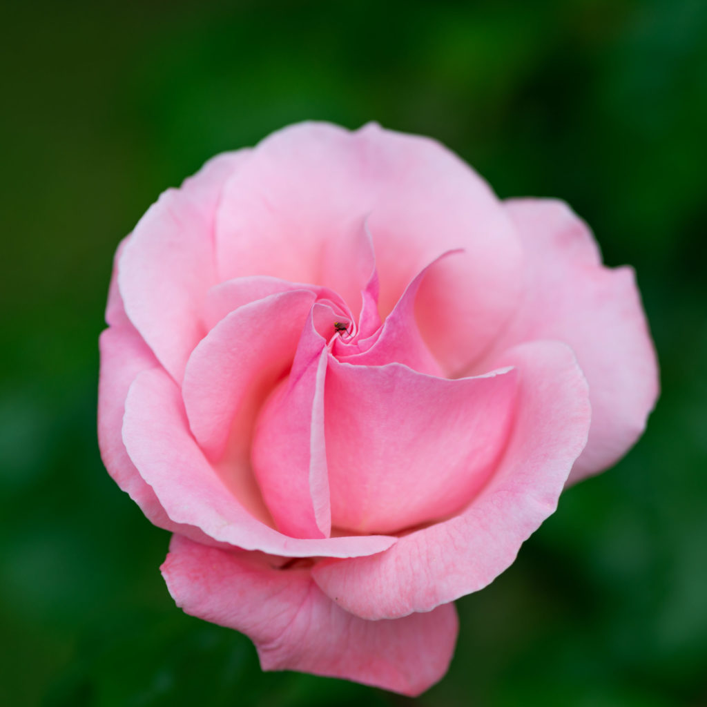 Lucille_Galleli-Floral _2020_4322