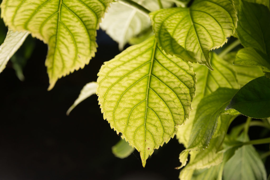 Lucille_Galleli-Floral _2017_0506