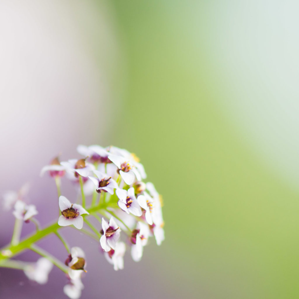 Lucille_Galleli-Floral _2017_3358