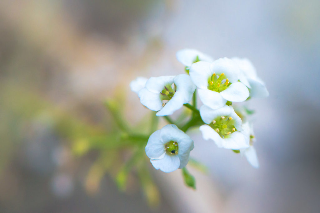 Lucille_Galleli-Floral _2017_4696