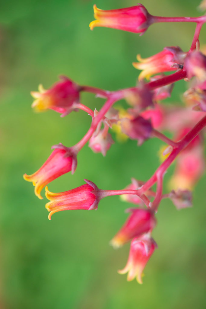 Lucille_Galleli-Floral _2018_1301