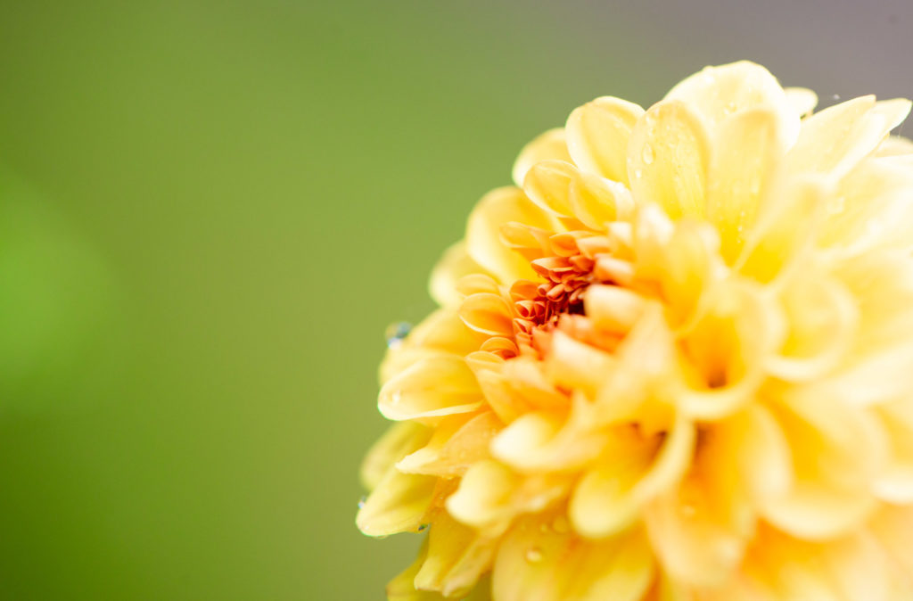 Lucille_Galleli-Floral _2018_1808