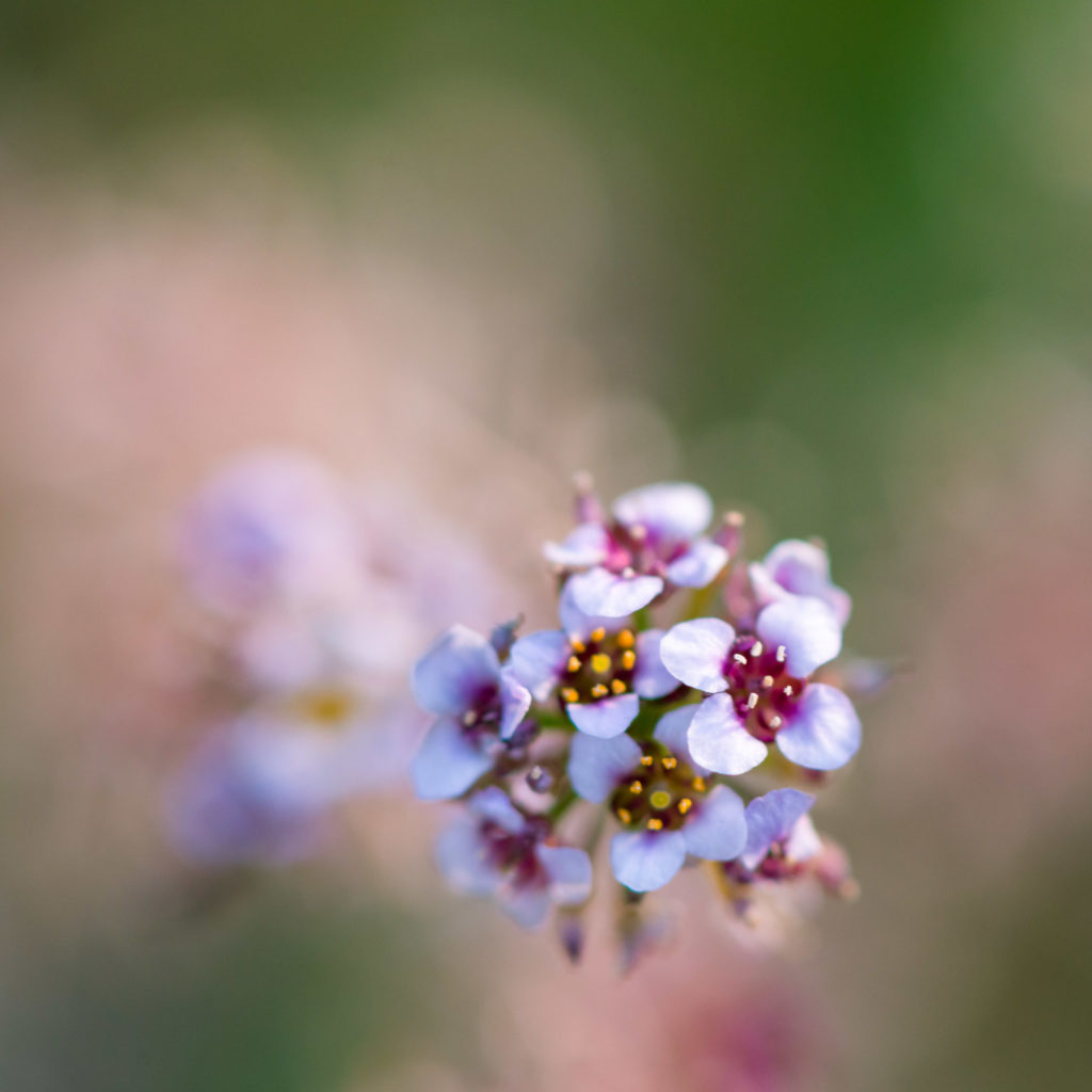 Lucille_Galleli-Floral _2018_2360