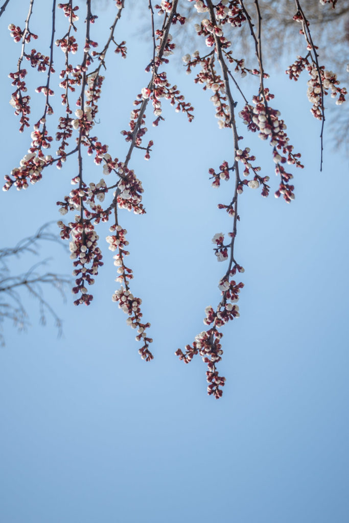 Lucille_Galleli-Floral _2018_7265