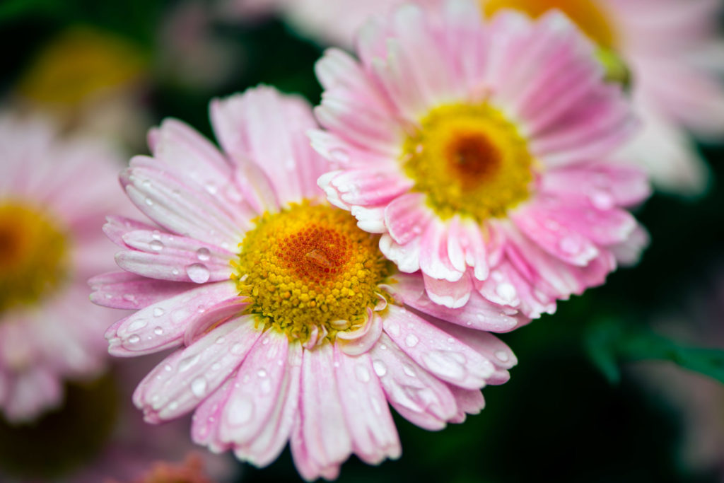 Lucille_Galleli-Floral _2018_8017