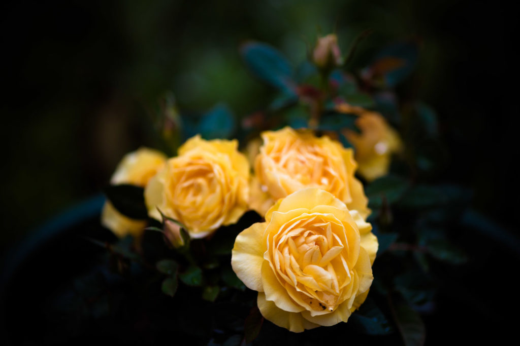 Lucille_Galleli-Floral _2018_8248