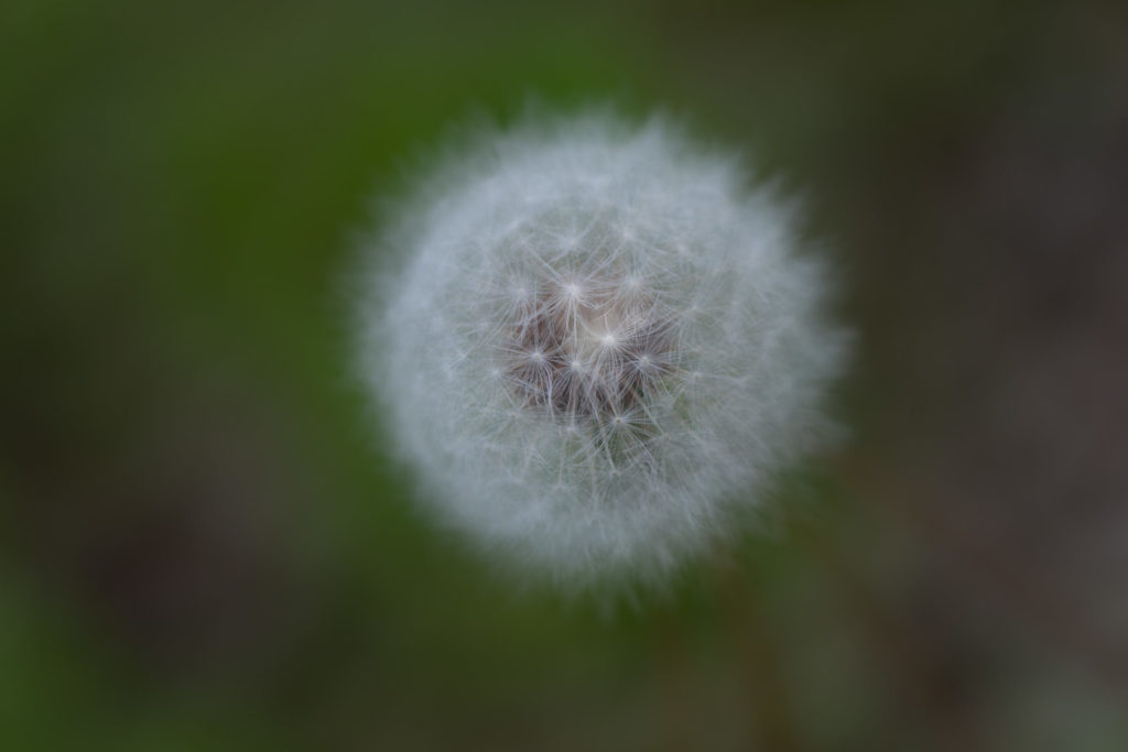 Lucille_Galleli-Floral _2020_-2