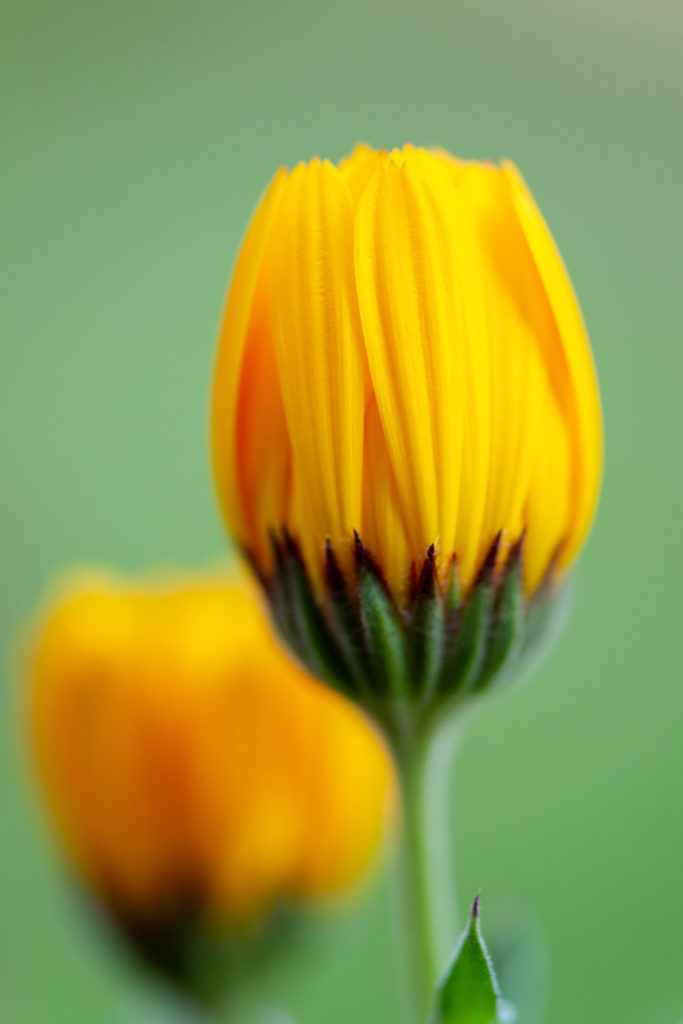 Lucille_Galleli-Floral _2020_0325