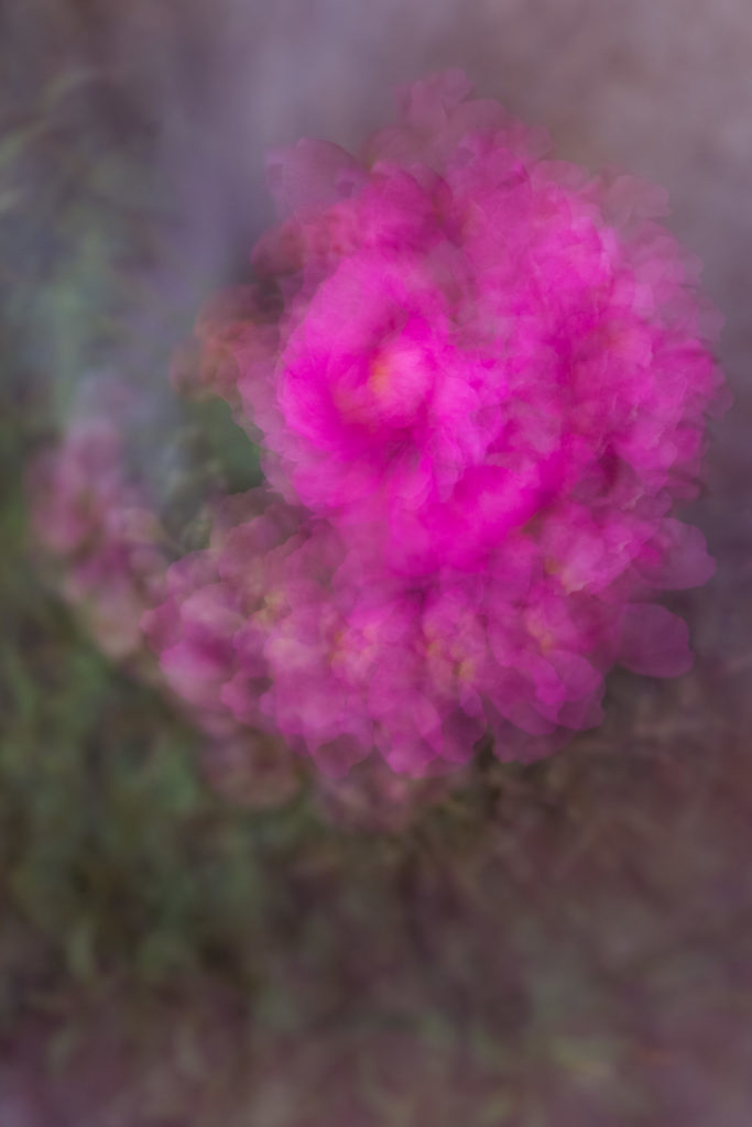 Lucille_Galleli-Floral _2020_0360-2