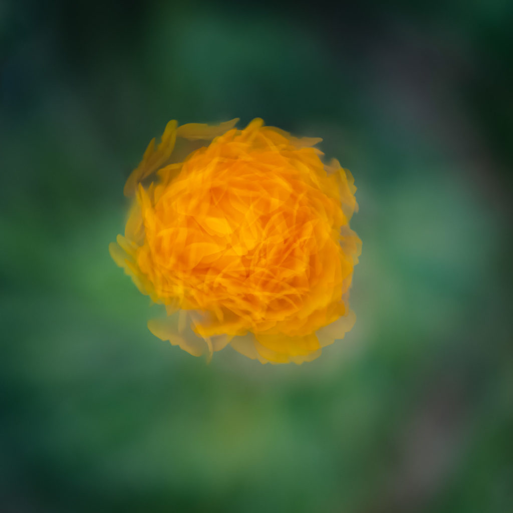 Lucille_Galleli-Floral _2020_0366