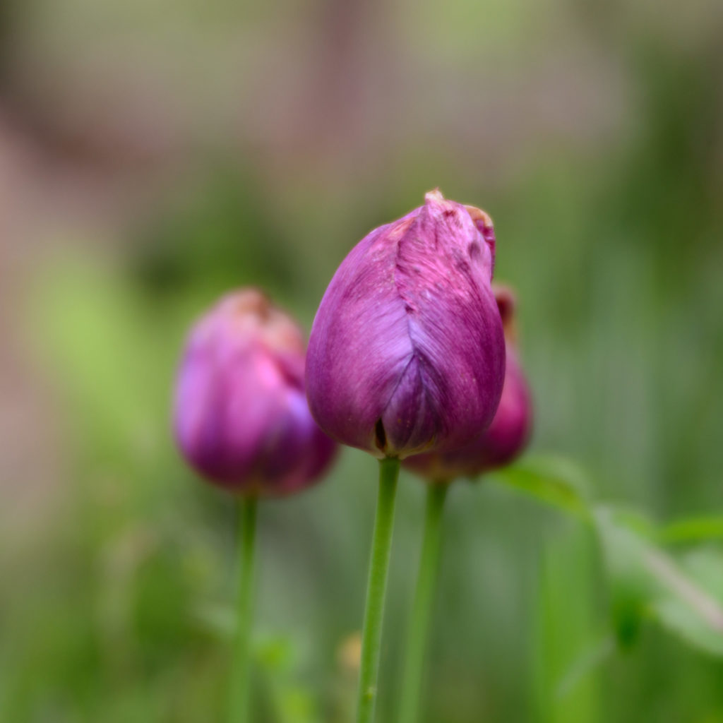 Lucille_Galleli-Floral _2020_1759