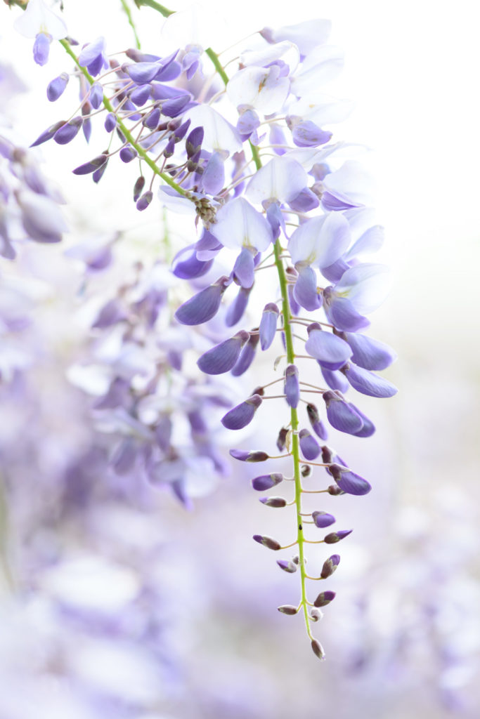 Lucille_Galleli-Floral _2020_2473