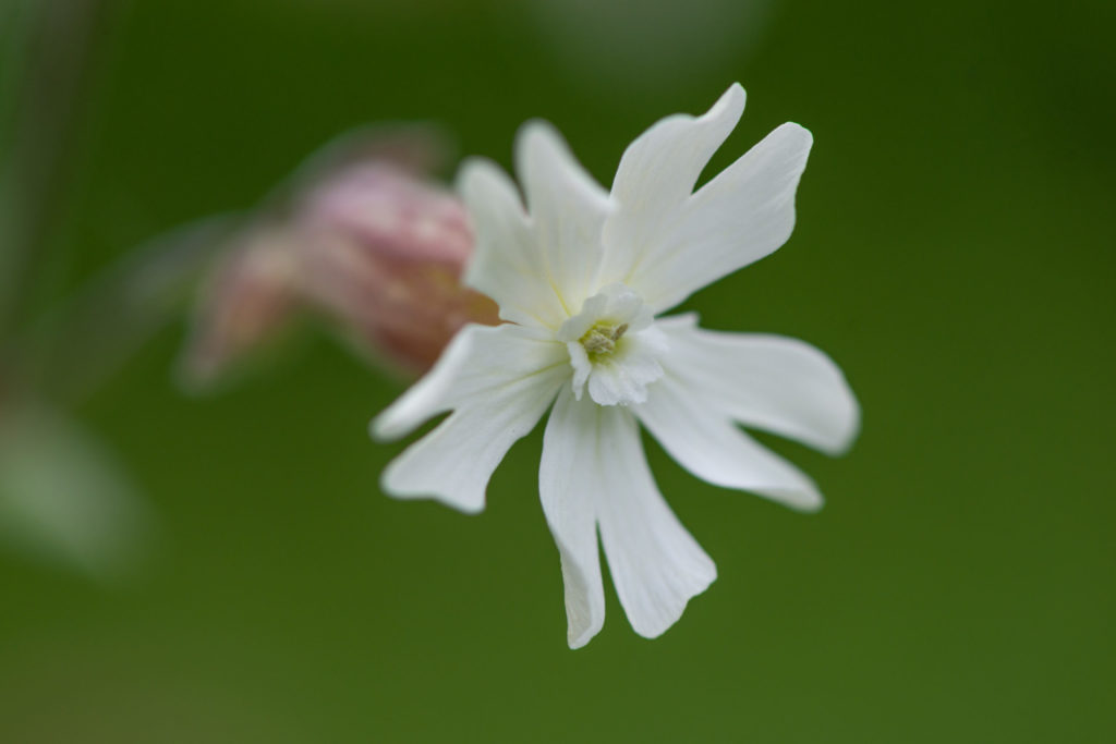 Lucille_Galleli-Floral _2020_2563