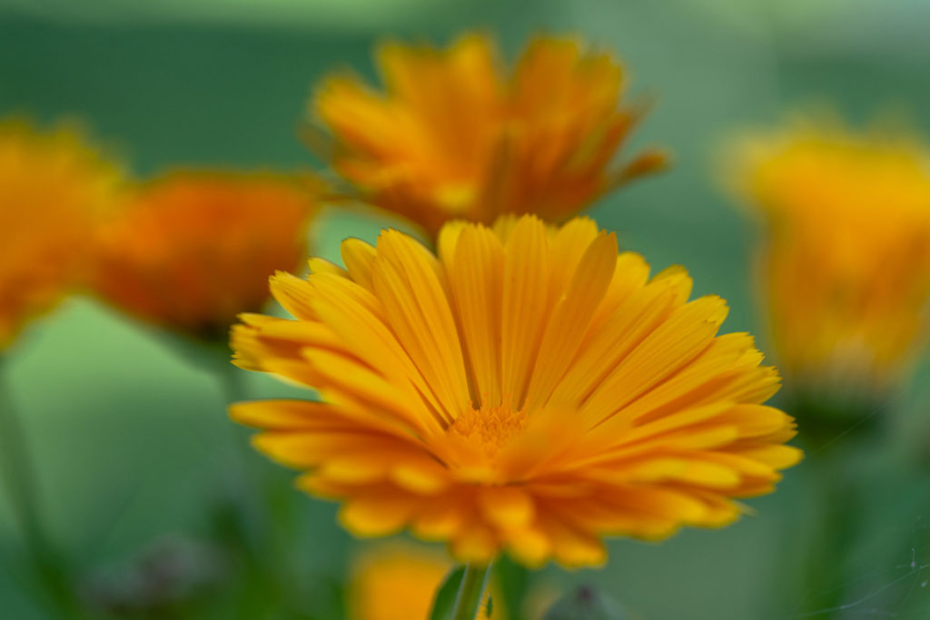 Lucille_Galleli-Floral _2020_3065