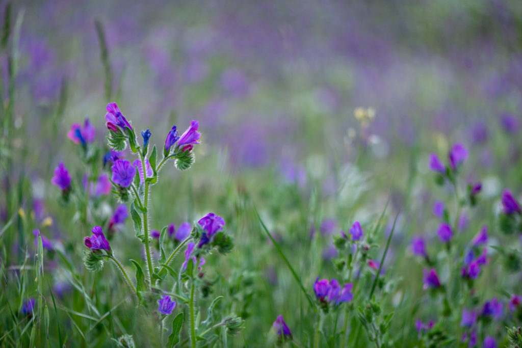 Lucille_Galleli-Floral _2020_3403