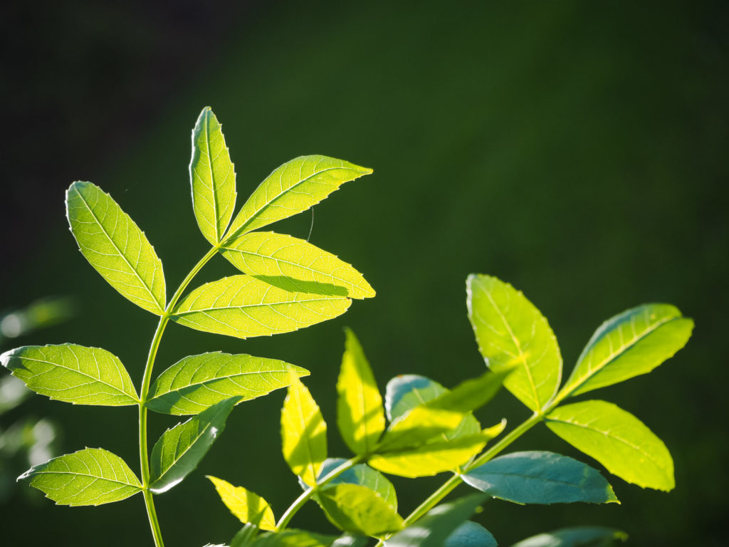 Lucille_Galleli-Floral _2020_4130035