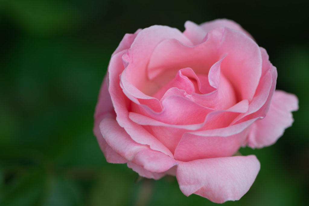 Lucille_Galleli-Floral _2020_4325