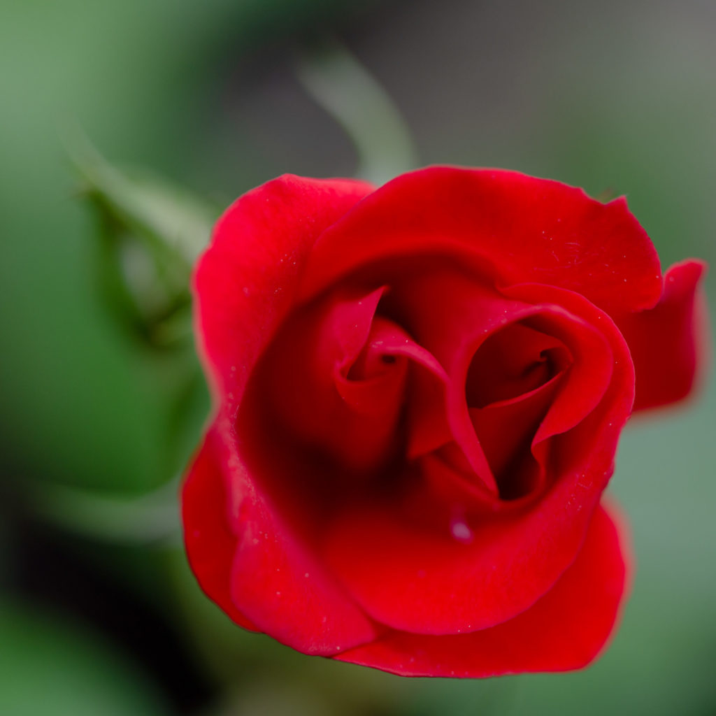 Lucille_Galleli-Floral _2020_4344